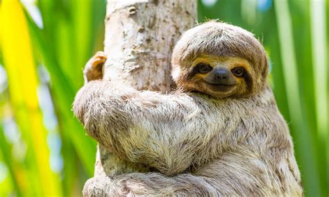 Sloth in English .